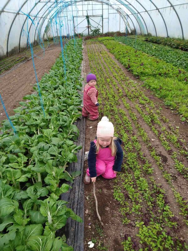 One of the polytunnels at Food for Humans. One of the polytunnels at Food for Humans.