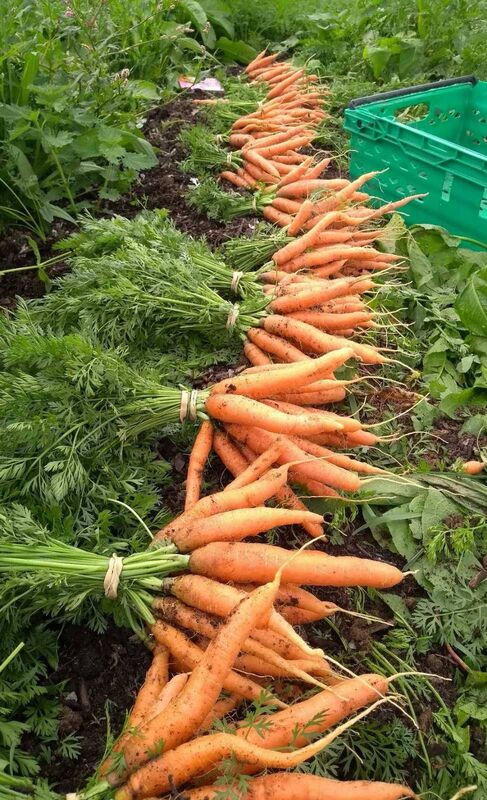 Some of the gorgeous bounty at the farm. Some of the gorgeous bounty at the farm.