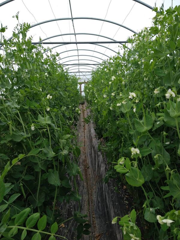 The polytunnel at Food for Humans, at Ballinhassig. The use of polytunnels is based on a method known as French Intensive Market Gardening. The polytunnel at Food for Humans, at Ballinhassig. The use of polytunnels is based on a method known as French Intensive Market Gardening.