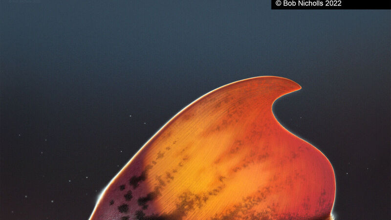 UCC palaeontologists help solve pterosaur feather mystery