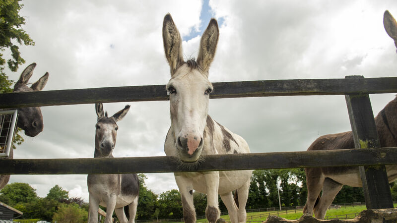 Donkey Sanctuary seeks to recruit equine behaviourist to work with donkeys in Cork
