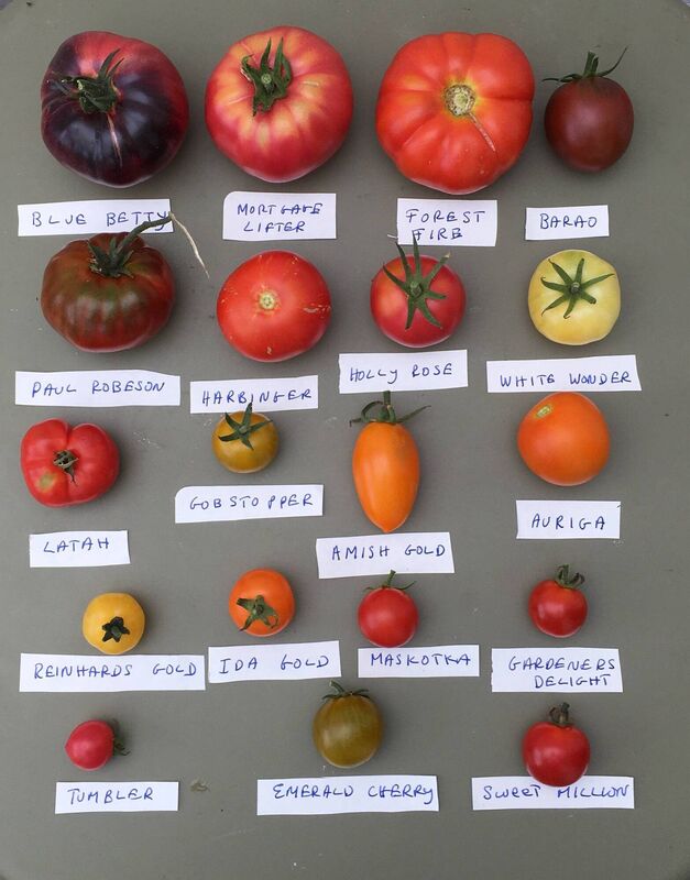 Some of the tomato varieties sold by Brown Envelope Seeds. Some of the tomato varieties sold by Brown Envelope Seeds.