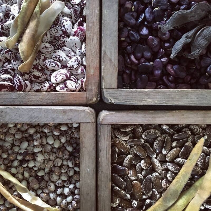 Some of the seeds from Brown Envelope Seeds. Some of the seeds from Brown Envelope Seeds.