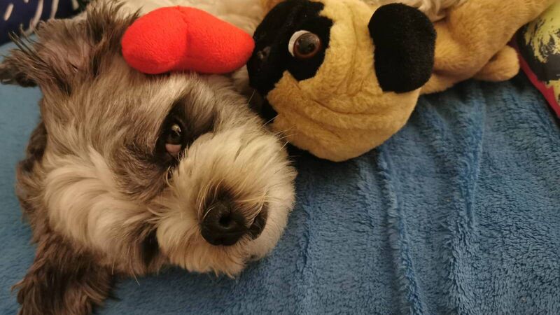 Our dog is so small it's hard to keep track of him... he gets lost in our house! Our dog is so small it's hard to keep track of him... he gets lost in our house!