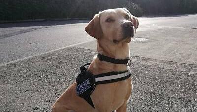 Detector dog, Bailey, who took part in the search operation. Picture: Revenue Detector dog, Bailey, who took part in the search operation. Picture: Revenue
