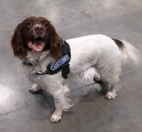 Detector dog Sam helped with the discovery. Pic: Revenue Detector dog Sam helped with the discovery. Pic: Revenue