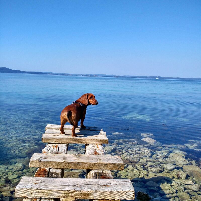 Apollo on an adventure. Apollo on an adventure.