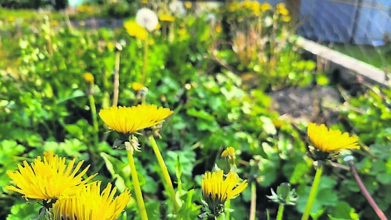 ‘No Mow May’ can be a boon for the wildlife ‘No Mow May’ can be a boon for the wildlife