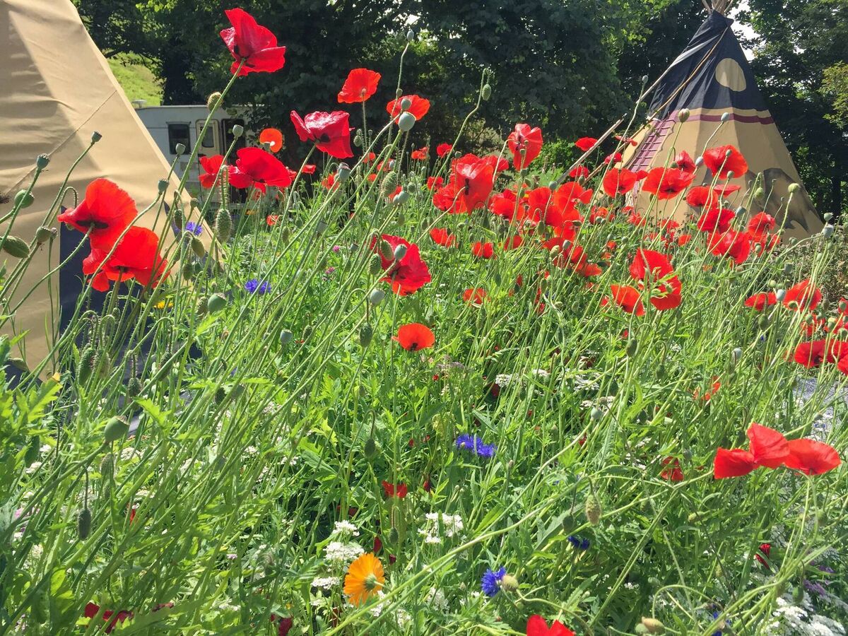 The campsite is surrounded by wildlife and nature. The campsite is surrounded by wildlife and nature.