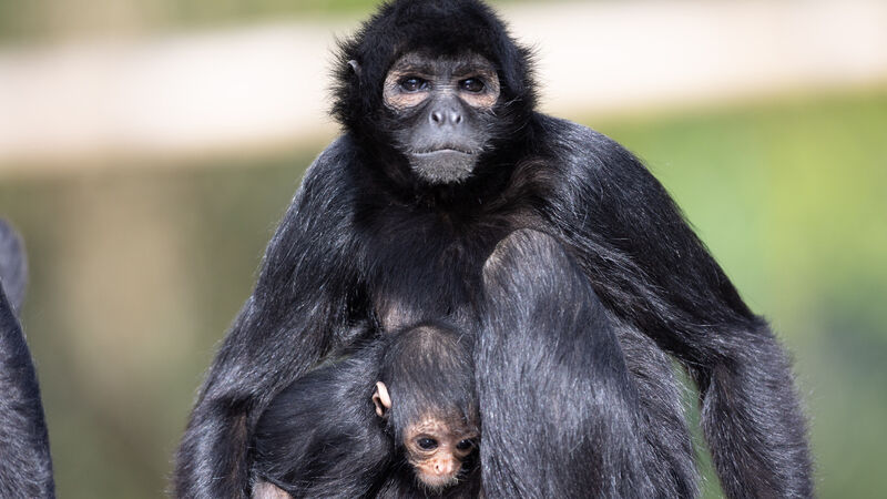 WATCH: Fota delighted to welcome critically endangered new arrival WATCH: Fota delighted to welcome critically endangered new arrival