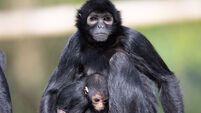 WATCH: Fota delighted to welcome critically endangered new arrival 
