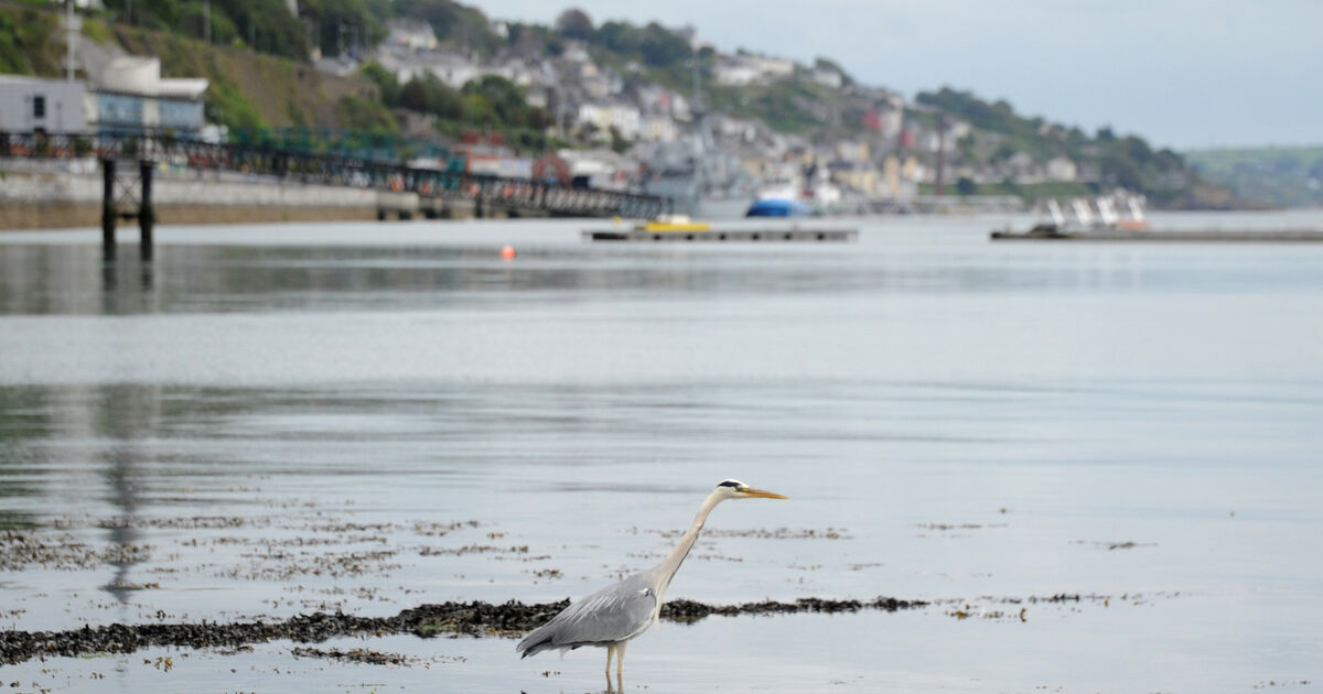 Cork's harbour history shows county's potential was let sink - Vimarsana News