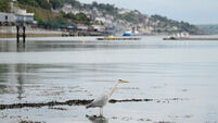 Cork’s harbour history shows county’s potential was let sink