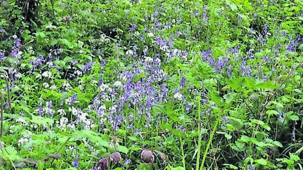 Gardening: Revel in colours and scents of May
