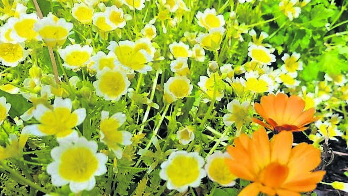 Plenty of tasks to do in the garden this May... but take time to smell the roses!
