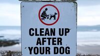 County Mayor suggests zero-tolerance approach to dog fouling in County Cork