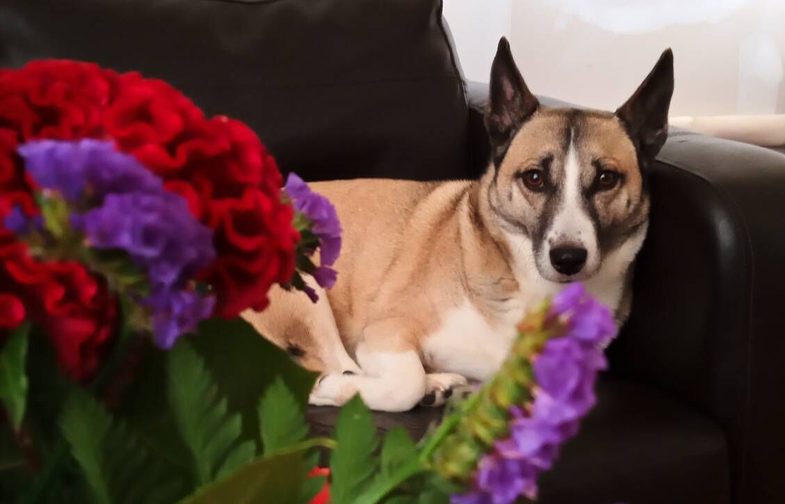 Lucy, was rescued by Vimal Kumar and his wife, Dr Lekha Menon Margassery. Lucy, was rescued by Vimal Kumar and his wife, Dr Lekha Menon Margassery.