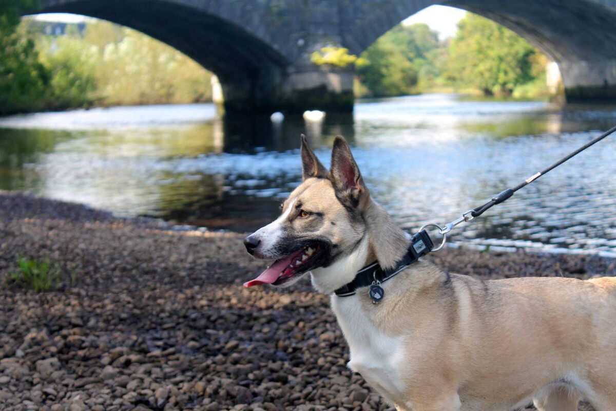 Lucy out for a walk. Lucy out for a walk.