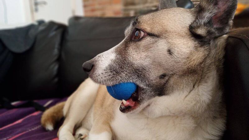 Cork couple: We fell in love with foster dog and couldn't give her away Cork couple: We fell in love with foster dog and couldn't give her away
