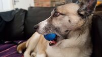 Cork couple: We fell in love with foster dog and couldn't give her away