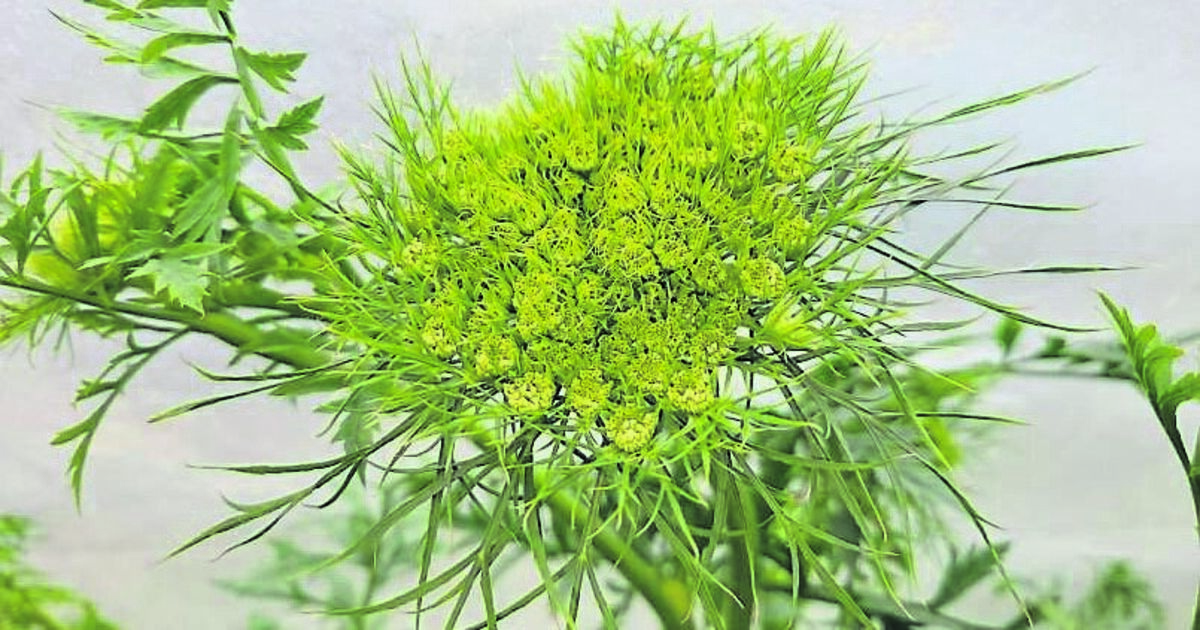 In the Garden: Cow parsley in display... nature at its best - Vimarsana News