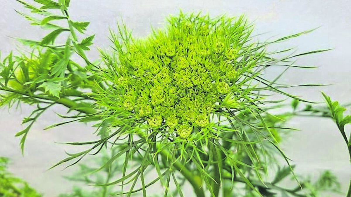 In the Garden: Cow parsley in display... nature at its best