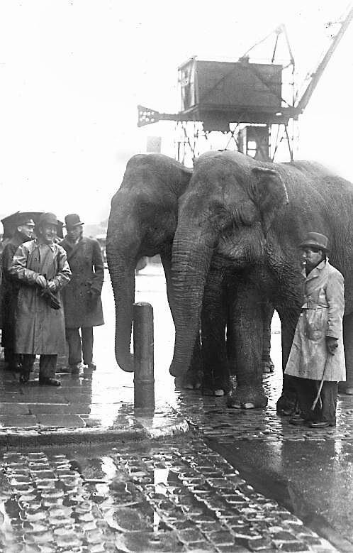 Elephants for Duffy’s Circus at Penrose Quay, Cork, after their arrival on the Innisfallen in 1931 Elephants for Duffy’s Circus at Penrose Quay, Cork, after their arrival on the Innisfallen in 1931