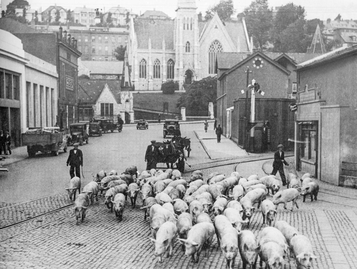 Pigs in Brian Boru street circa 1930s. Pigs in Brian Boru street circa 1930s.