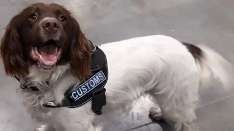 Custom dogs sniff out drugs worth €370,000 in parcels labelled as 'tea'