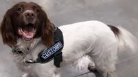 Custom dogs sniff out drugs worth €370,000 in parcels labelled as 'tea'