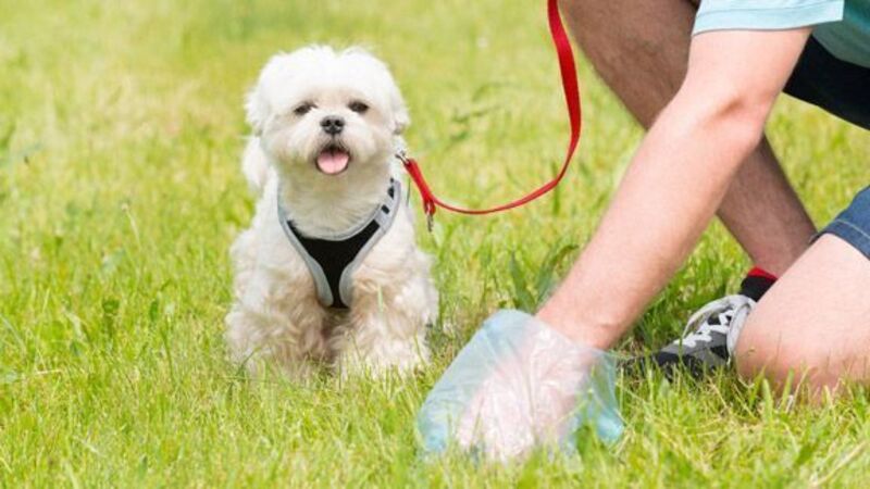 Dog fouling fines should increase to €1,500 as 'radical solution', Green TD says