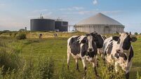 Biogas plant with Cows