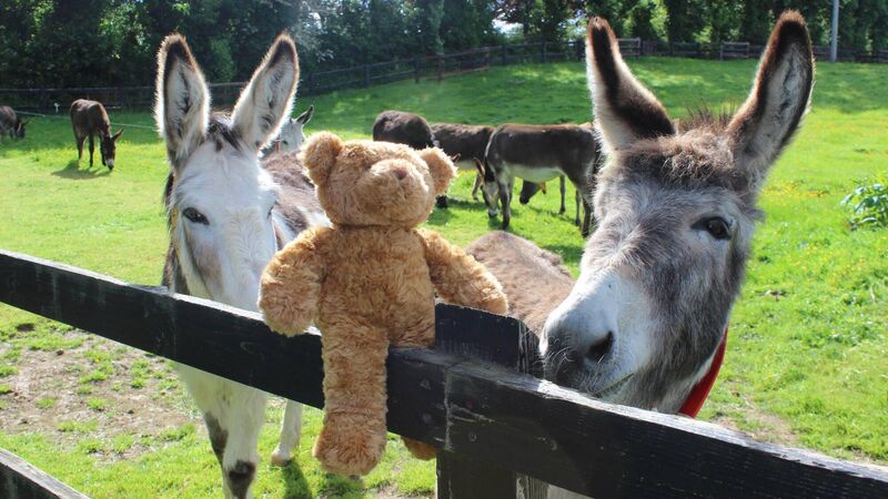 Grab your Teddy Bear! Annual picnic fundraiser in County Cork Grab your Teddy Bear! Annual picnic fundraiser in County Cork