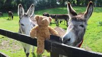 Grab your Teddy Bear! Annual picnic fundraiser in County Cork