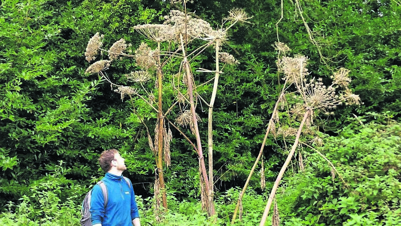 Cork County Council working to control Giant Hogweed along River Bride Cork County Council working to control Giant Hogweed along River Bride