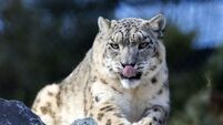 Zoos call on politicians to fix animal transfer issues caused by Brexit