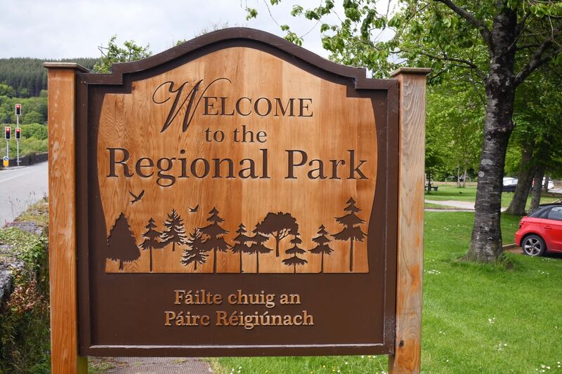 The Council is not yet aware of how many pigs are in the park. Picture Denis Minihane.