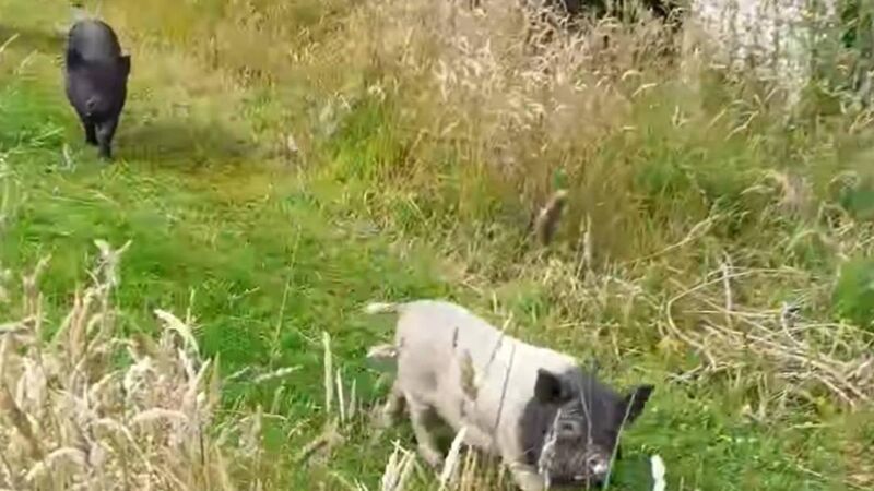 Pigs spotted roaming around Cork park