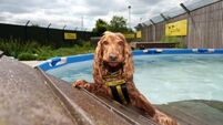 Dogs Trust installs swimming pool for rescue dogs ahead of heatwave