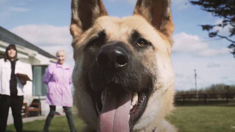 WATCH: Cork singer features rescue dogs in heart-warming music video for new song about friendship WATCH: Cork singer features rescue dogs in heart-warming music video for new song about friendship