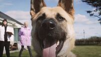 WATCH: Cork singer features rescue dogs in heart-warming music video for new song about friendship 