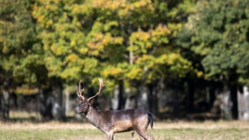 Magazine Fort in Dublin's Phoenix Park to become visitor attraction Magazine Fort in Dublin's Phoenix Park to become visitor attraction