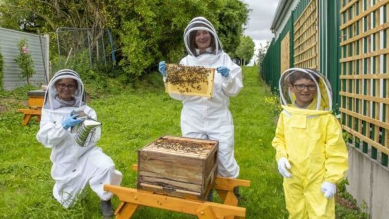 Cork hospital installs hives to ease children’s bee and wasp sting fears Cork hospital installs hives to ease children’s bee and wasp sting fears