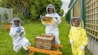 Cork hospital installs hives to ease children’s bee and wasp sting fears