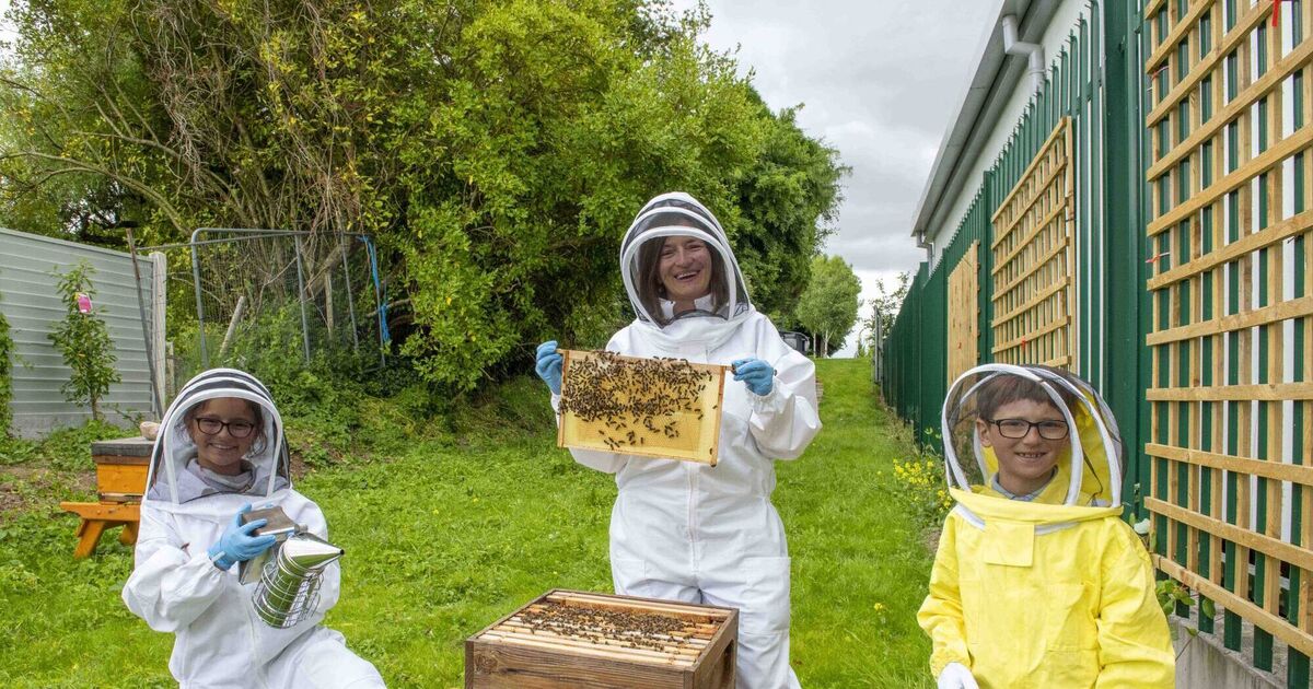 Cork hospital installs beehives to ease children's bee and wasp sting fears - Vimarsana News