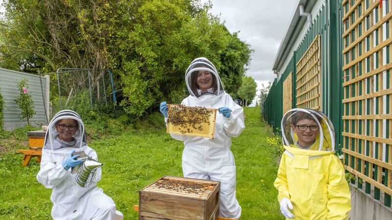 Cork hospital installs beehives to ease children's bee and wasp sting fears Cork hospital installs beehives to ease children's bee and wasp sting fears