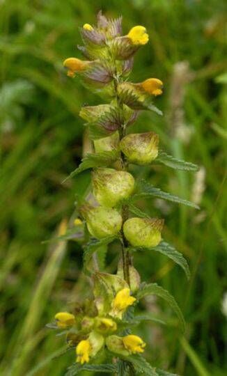 Yellow rattle, picture courtsey of wildflowersofireland.net