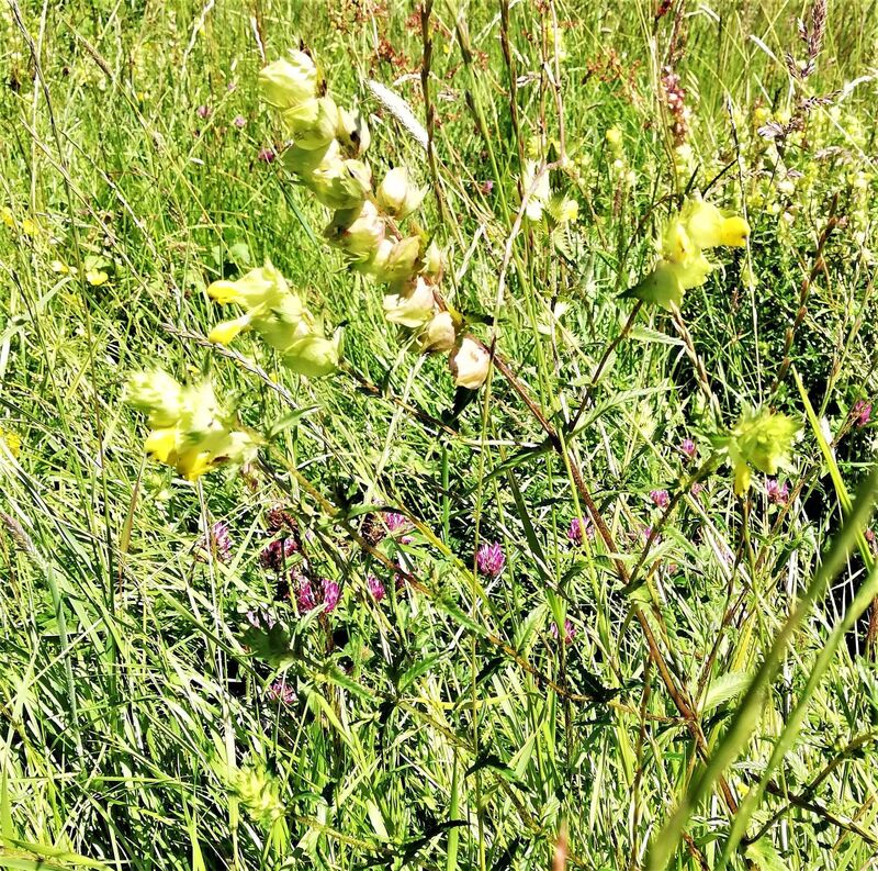 Yellow rattle growing in the meadows at Great Dixter. 