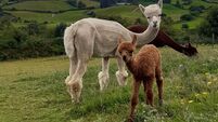 Pics: Baby alpaca born in West Cork 