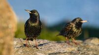 Wicklow farmer convicted after 'astonishing amount of poison’ found in dead birds